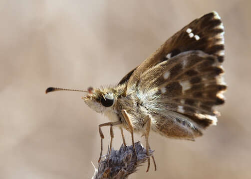 Image of Mallow Skipper