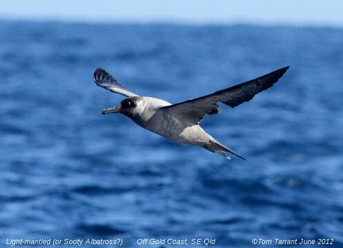 Image of Light-mantled Albatross