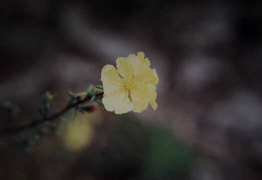 Image of Hibbertia calycina (DC.) N. A. Wakefield