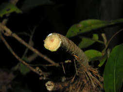 Image of Ficus paraensis (Miq) Miq.