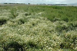 Image of mayweed