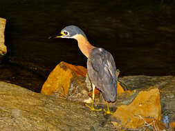 Image of White-backed Night Heron