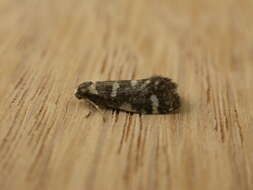 Image of bagworm moths