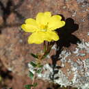 Hibbertia basaltica A. M. Buchanan & Schah. resmi