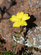 Image of Hibbertia basaltica A. M. Buchanan & Schah.