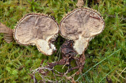 Imagem de Lycoperdon echinatum Pers. 1794