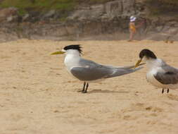 Image of Crested Tern