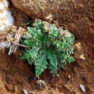 Image of Plantago paradoxa J. D. Hook.