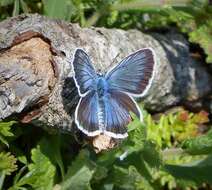 Imagem de Plebejus argus (Linnaeus 1758)