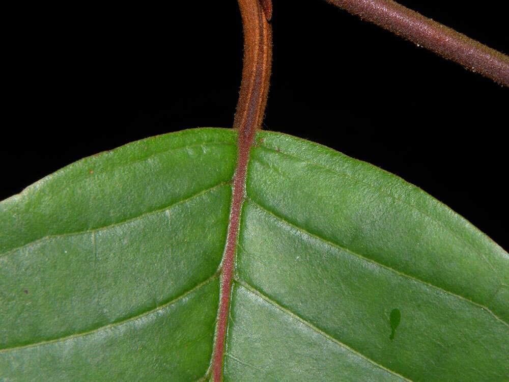 Vismia baccifera (L.) Triana & Planchon resmi