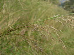 Image of Austrostipa ramosissima (Trin.) S. W. L. Jacobs & J. Everett