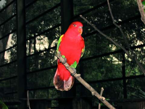 Image of Chattering Lory