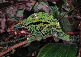 Image of Madagascar & Seychelles Islands Chameleons