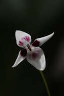 Image of Pleurothallis viduata Luer