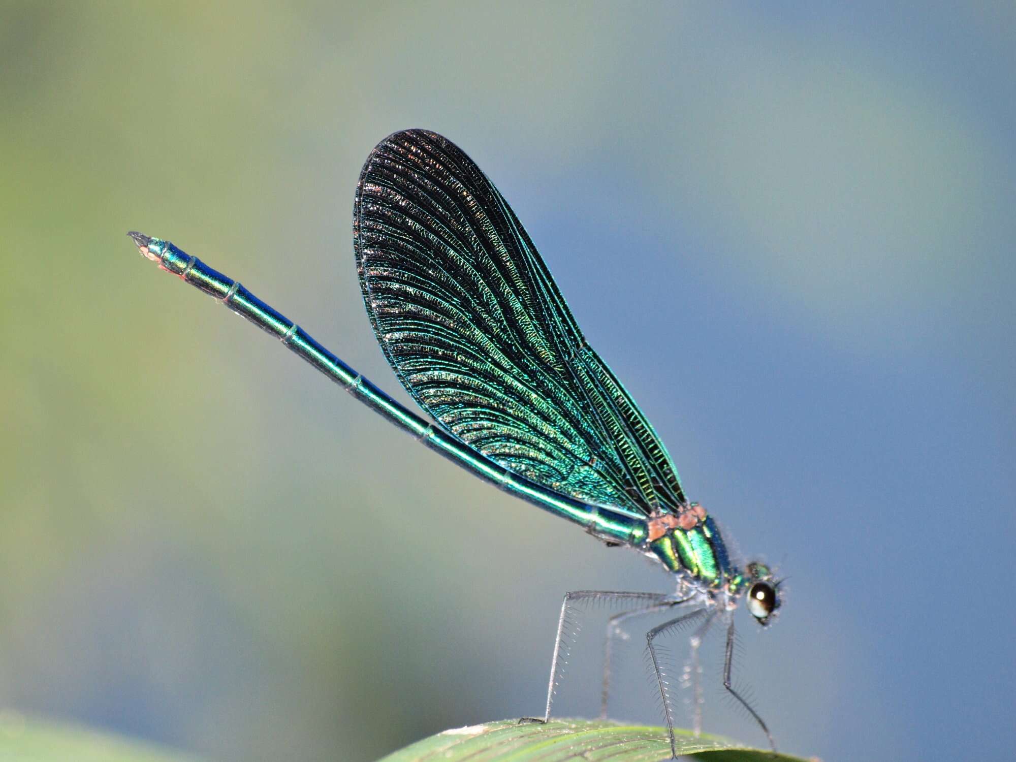 Image of Jewelwings