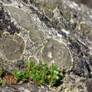 Image de Paronychia argyrocoma (Michx.) Nutt.