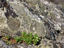 Image of silvery nailwort