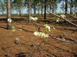 Plancia ëd Asimina reticulata Shuttlew. ex Chapm.