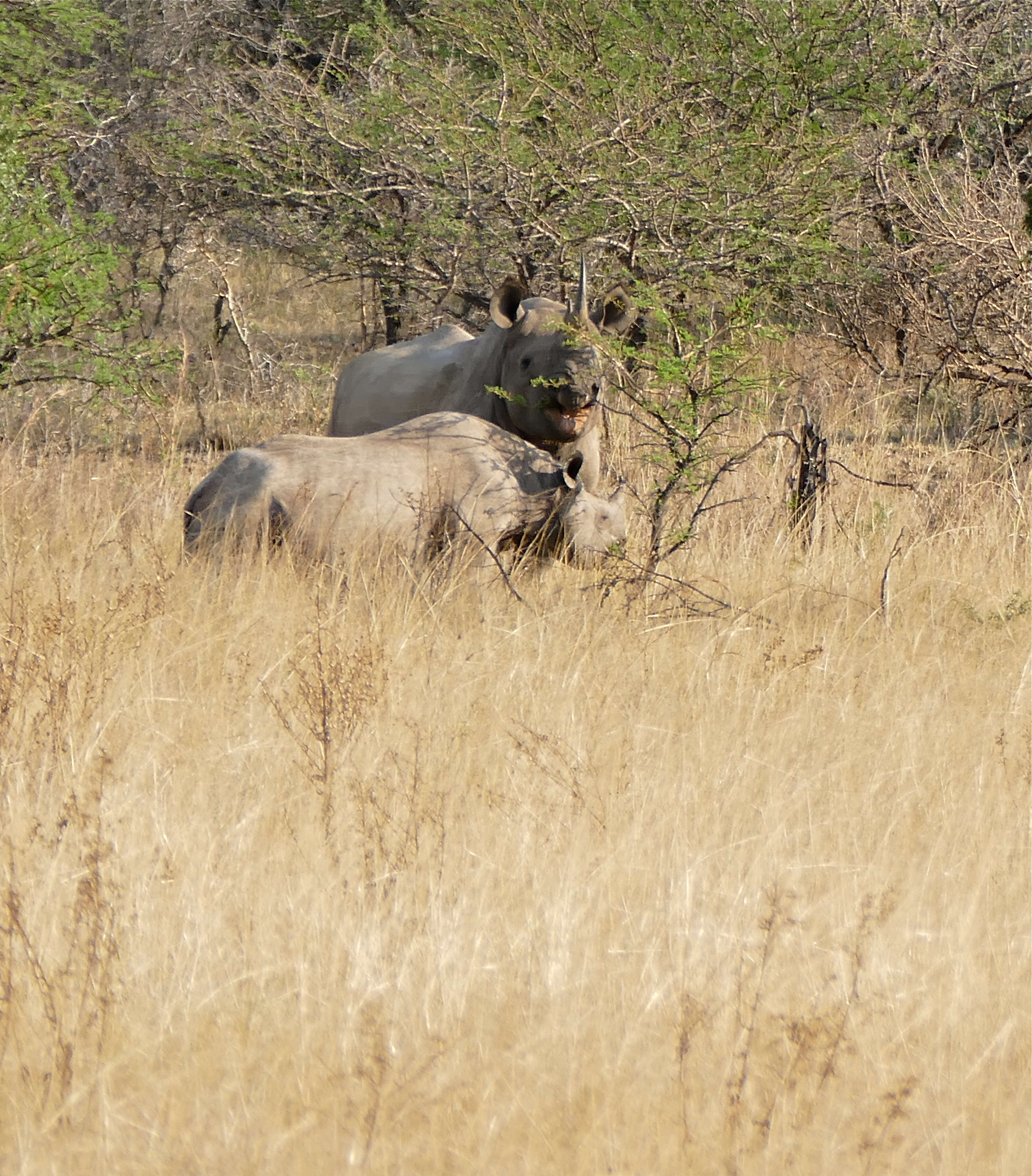 Image of Black Rhinoceros