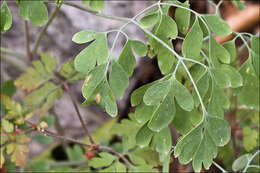 Image of pale corydalis