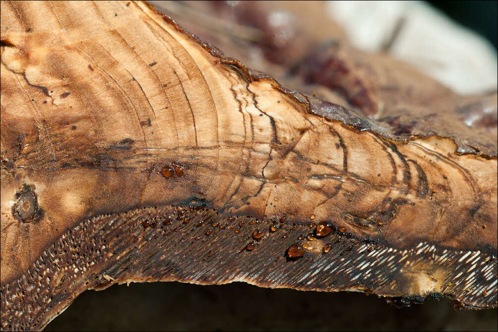 Imagem de Ganoderma resinaceum Boud. 1889