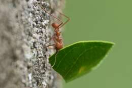 Image of Leaf-cutter ant