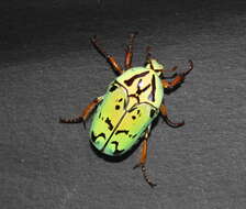 Image of flower chafers (beetles)