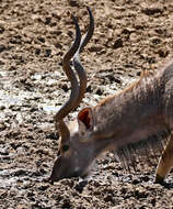 Image of Spiral-horned Antelope