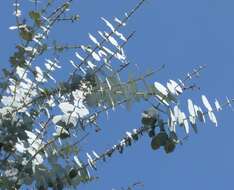 Image of Silver-leaved Mountain Gum
