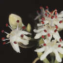Image of Calycophyllum spruceanum (Benth.) Hook. fil. ex K. Schum.