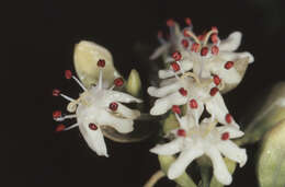 Image of calycophyllum