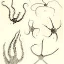 Image of Ophiomastix occidentalis (H. L. Clark 1938)