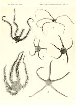 Image of Ophiomastix Müller & Troschel 1842