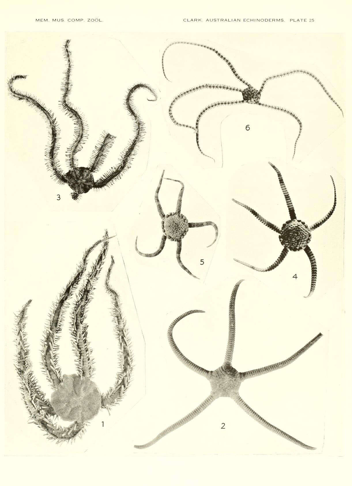 Image of Ophiacanthida O'Hara, Hugall, Thuy, Stöhr & Martynov 2017