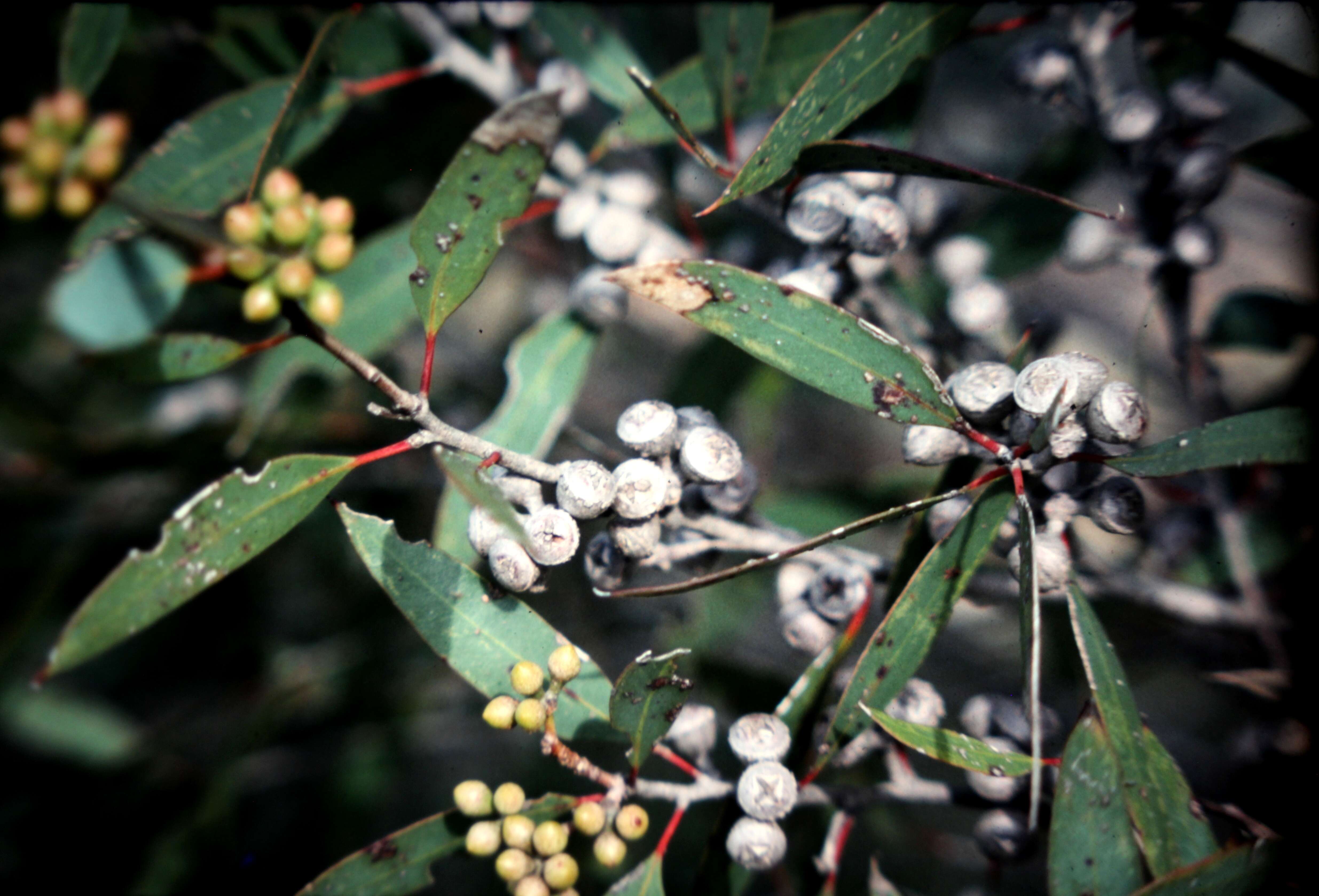 Image of Coastal White Mallee