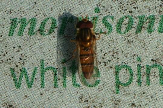 Image of Marmalade hoverfly