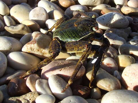 Image of marsh crabs, shore crabs, and talon crabs