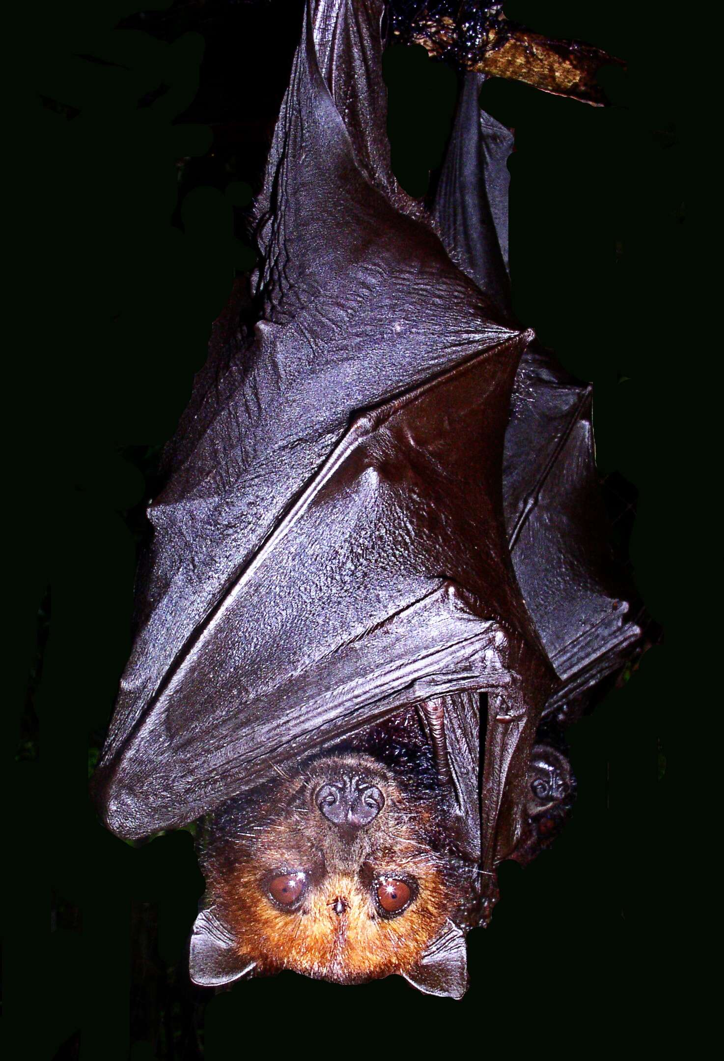 Image of Flying foxes