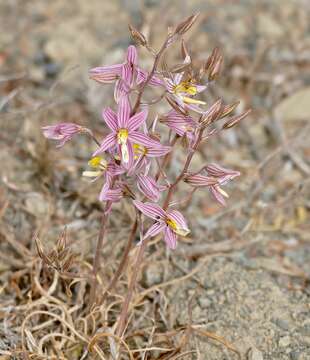 Image of Tecophilaeaceae