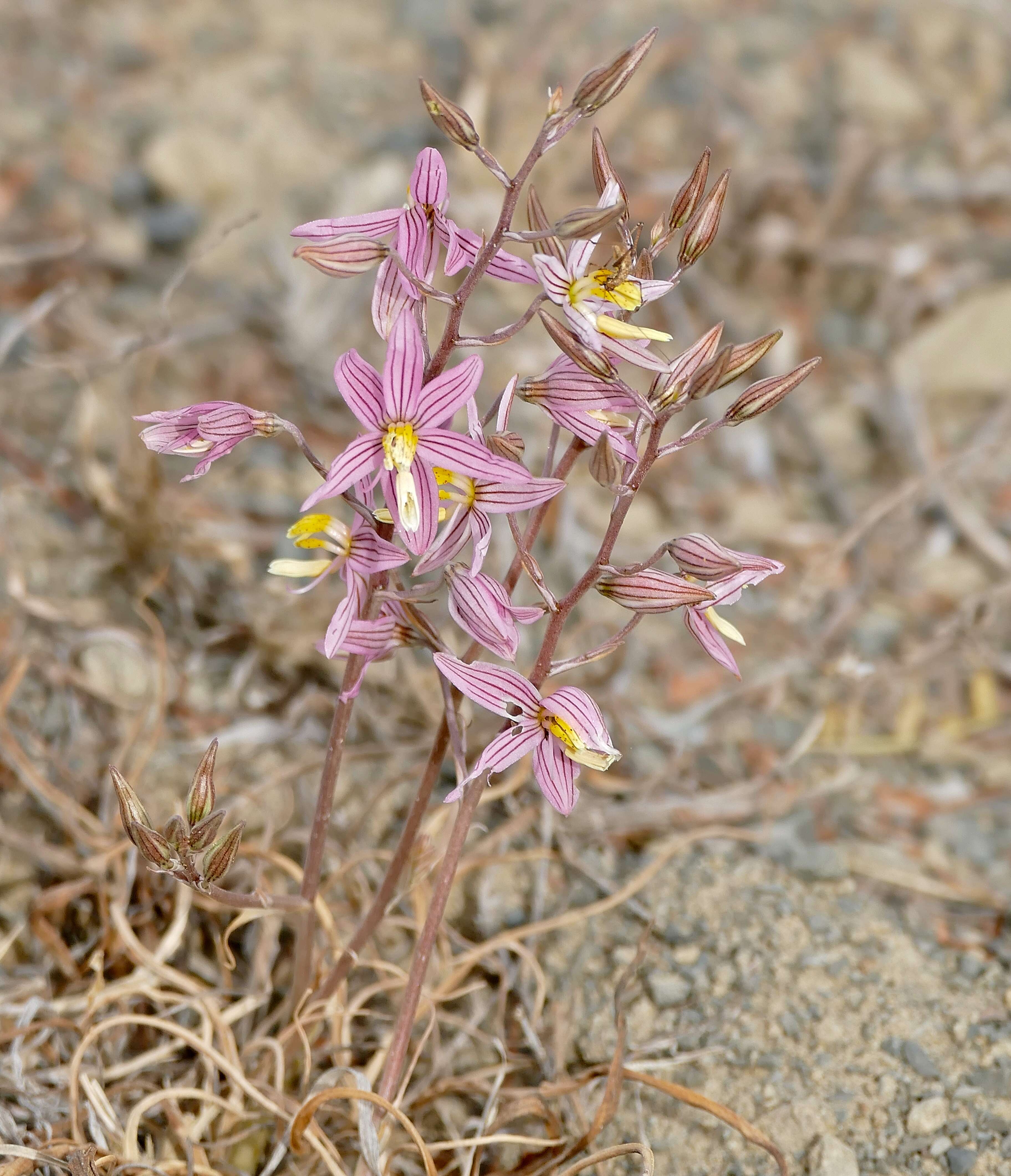 Image of Cyanella lutea subsp. rosea (Eckl. ex Baker) J. C. Manning & Goldblatt