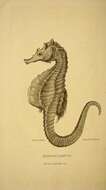 Sivun Hippocampus erectus Perry 1810 kuva