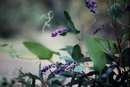 Image of coral-pea