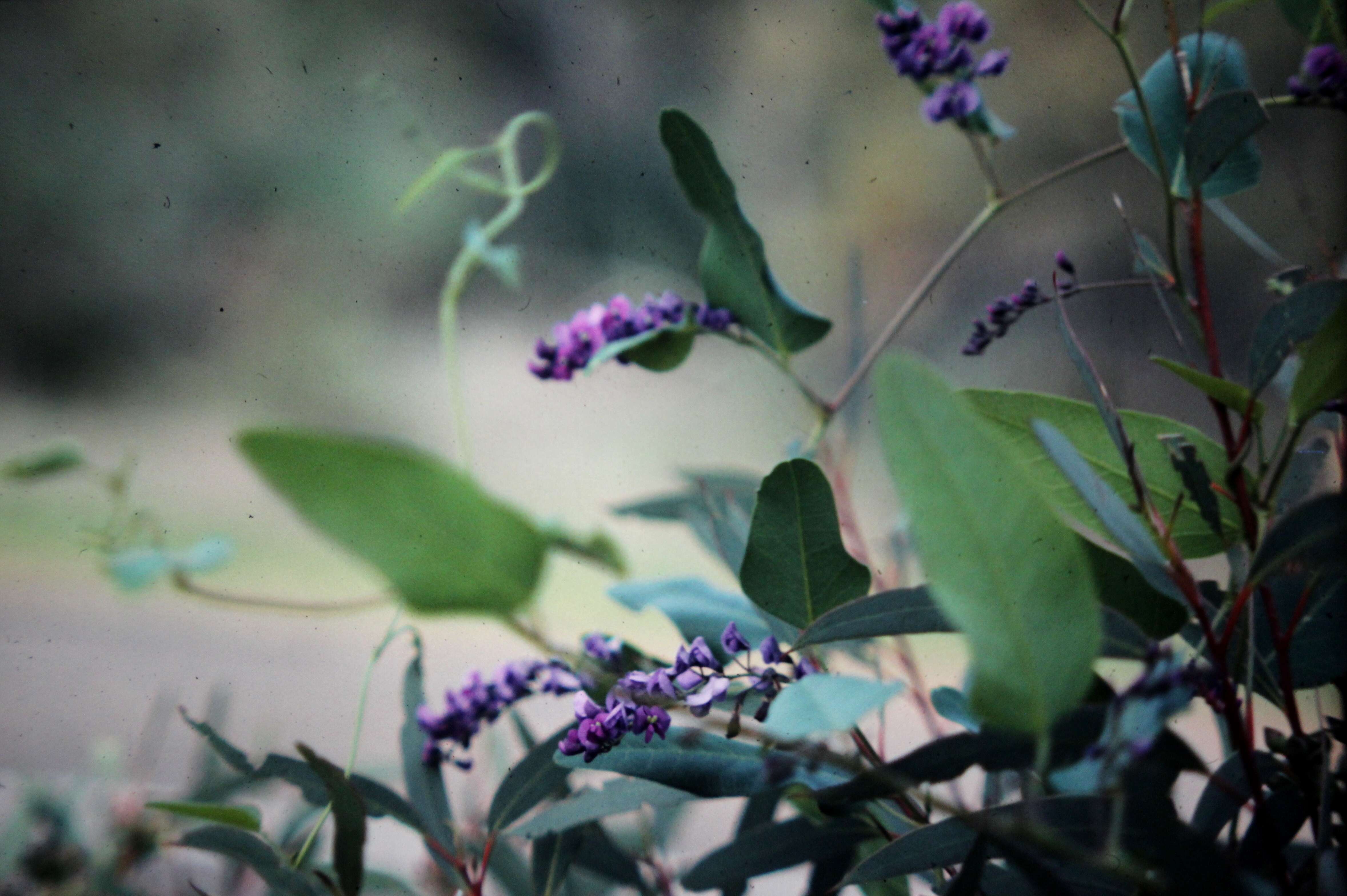 Image of Hardenbergia