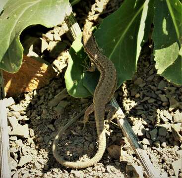 Image of Armenian Lizard