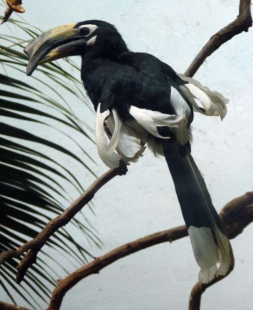 Image of Oriental Pied Hornbill