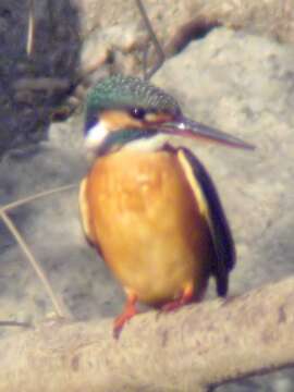 Image of Common Kingfisher