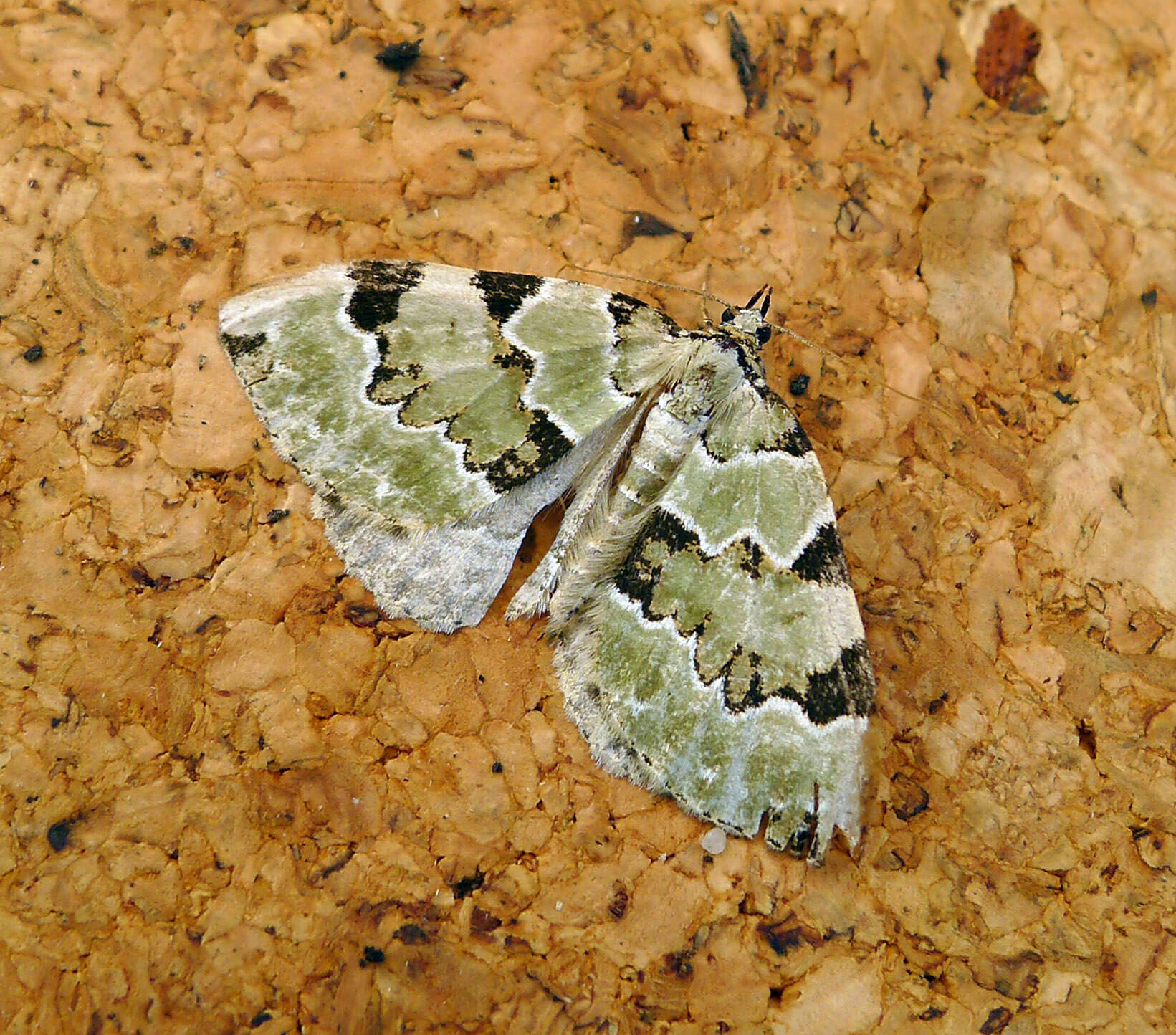 Image of green carpet