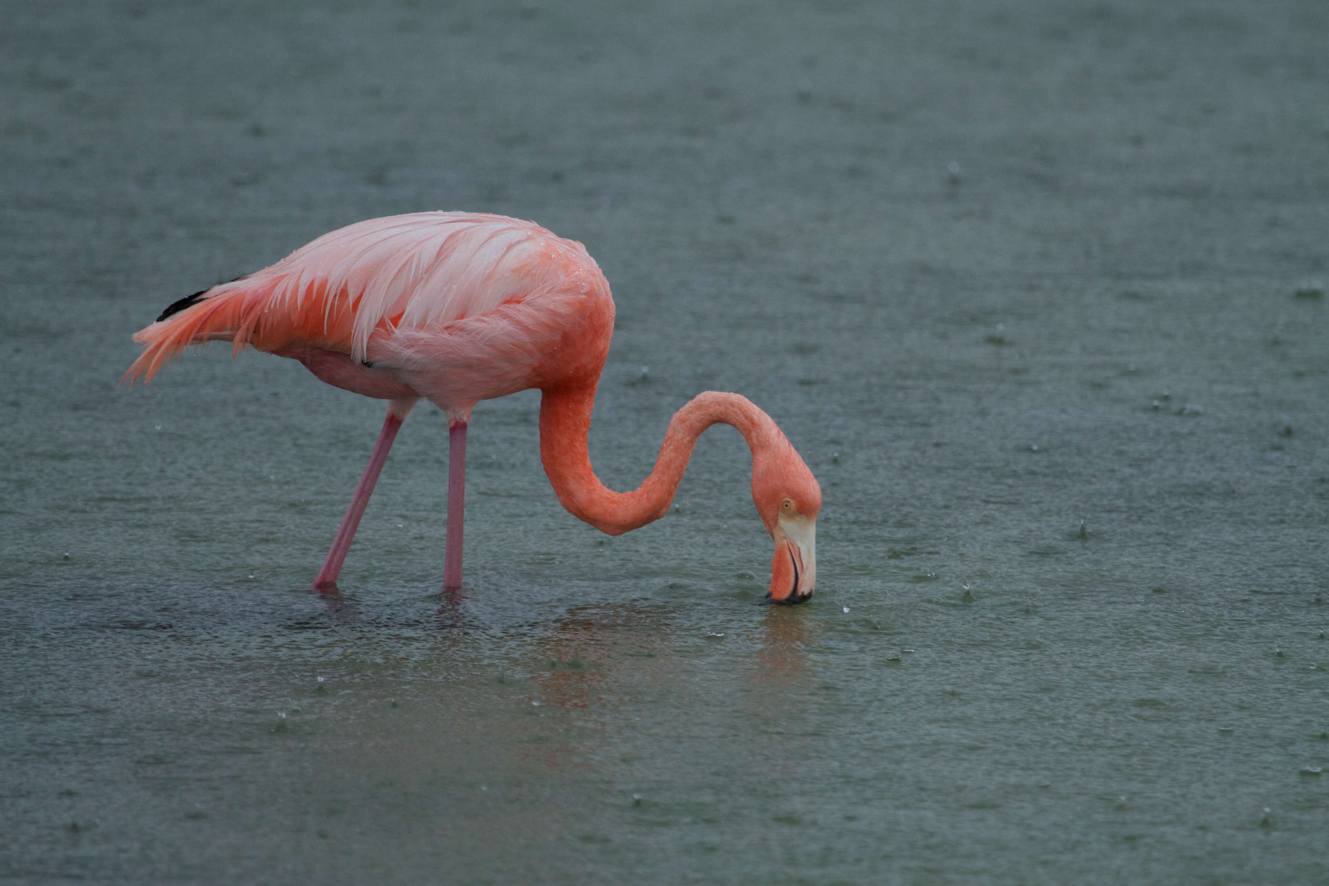 Imagem de Phoenicopterus Linnaeus 1758