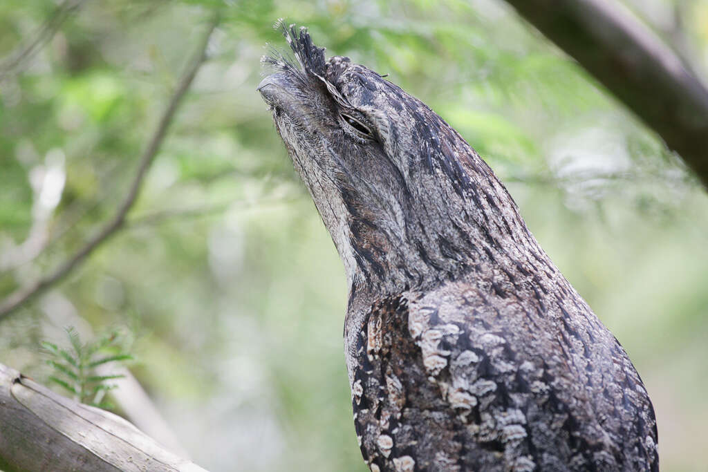 Image of Tawny Frogmouth