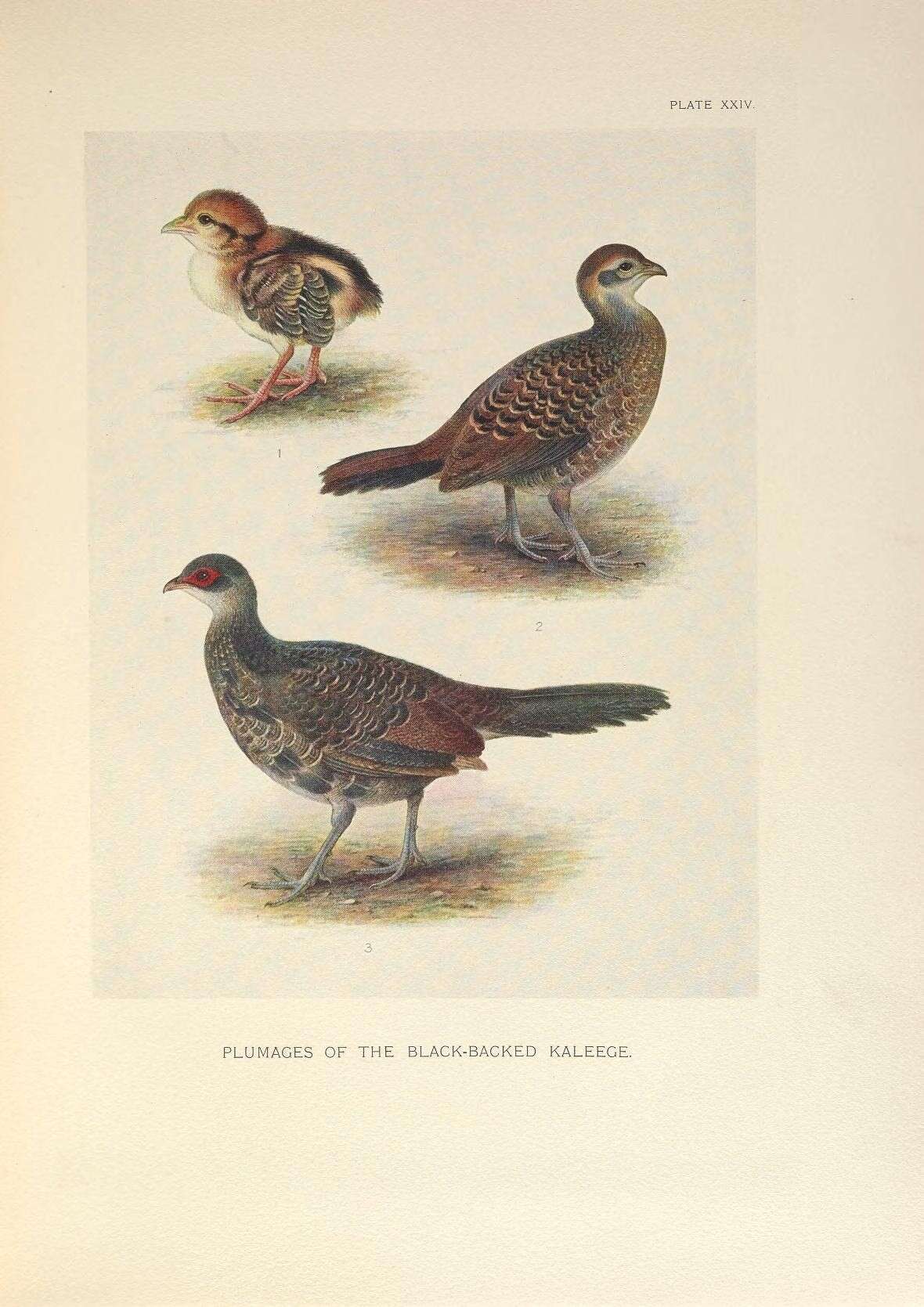 Image of Kalij Pheasant